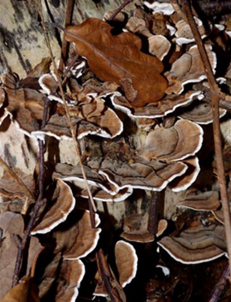  Very brown brackets on a fallen birch in Hockley Woods, Essex.